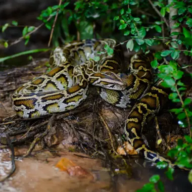 How Long Does a Burmese Python Live: Lifespan Guide