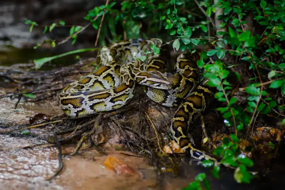 How Long Does a Burmese Python Live: Lifespan Guide