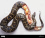 How Many Eggs Can a Burmese Python Lay: Breeding Guide