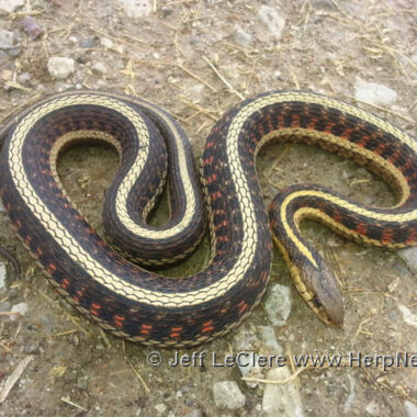 How Many Eggs Can a Garter Snake Lay: Guide