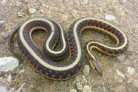 How Many Eggs Can a Garter Snake Lay: Guide