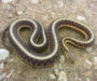 How Many Eggs Can a Garter Snake Lay: Guide