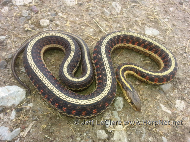 How Many Eggs Can a Garter Snake Lay: Guide