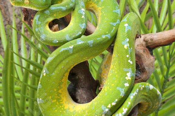 How Much is a Green Tree Python: Price Guide