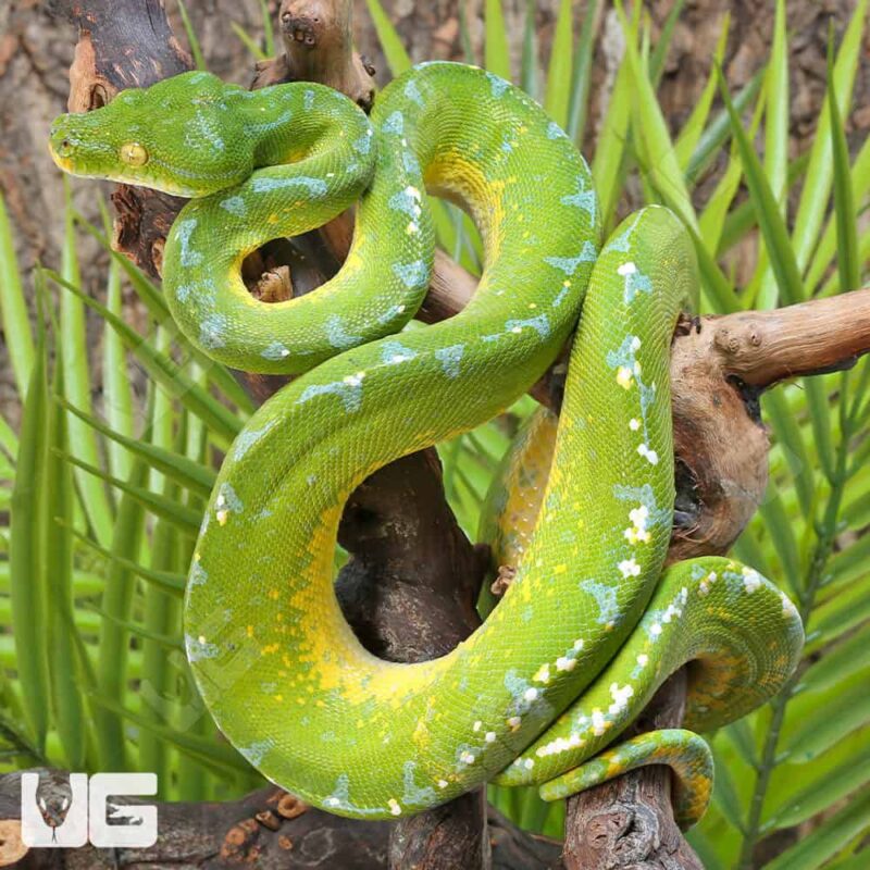 How Much is a Green Tree Python: Price Guide