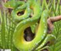 How Much is a Green Tree Python: Price Guide