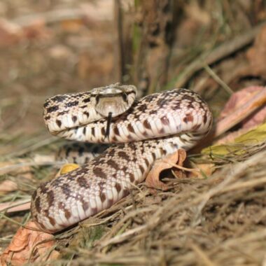 How Often Do Gopher Snakes Eat: Feeding Schedule