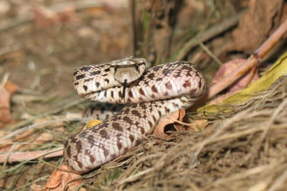 How Often Do Gopher Snakes Eat: Feeding Schedule