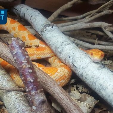 How Often to Feed Your Corn Snake: Schedule Guide