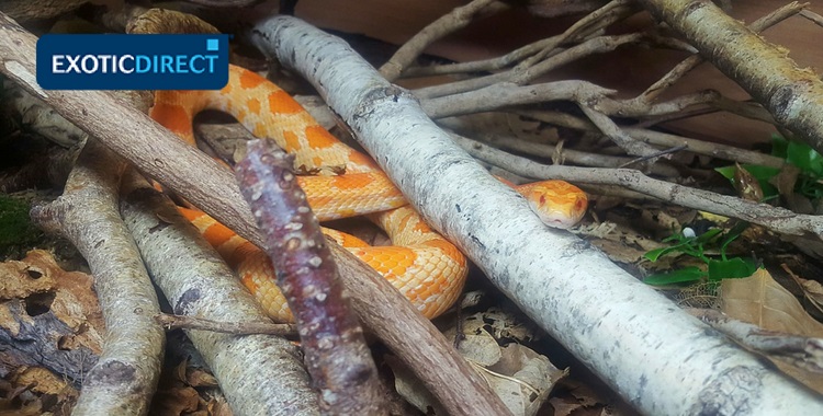 How Often to Feed Your Corn Snake: Schedule Guide