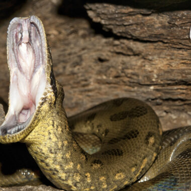 How Strong is an Anaconda? Power Facts Revealed