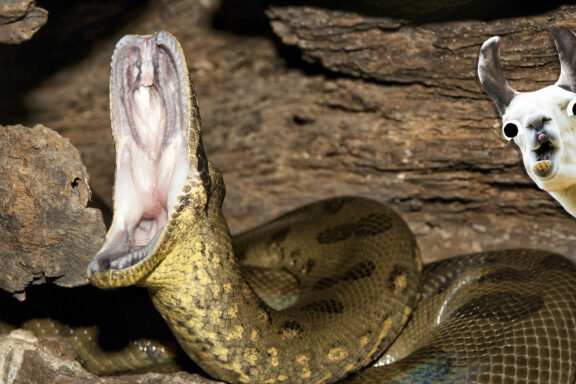 How Strong is an Anaconda? Power Facts Revealed