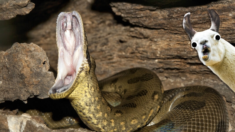 How Strong is an Anaconda? Power Facts Revealed