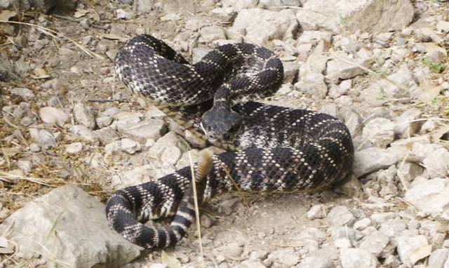 How to Avoid Water Snake Bites: Safety Tips