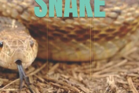 How to Breed Gopher Snakes: Complete Guide