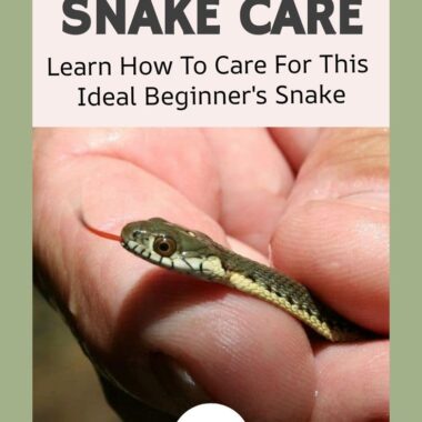 How to Care for Garter Snake: Complete Guide