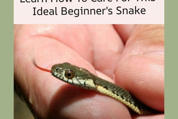 How to Care for Garter Snake: Complete Guide