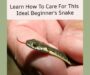 How to Care for Garter Snake: Complete Guide