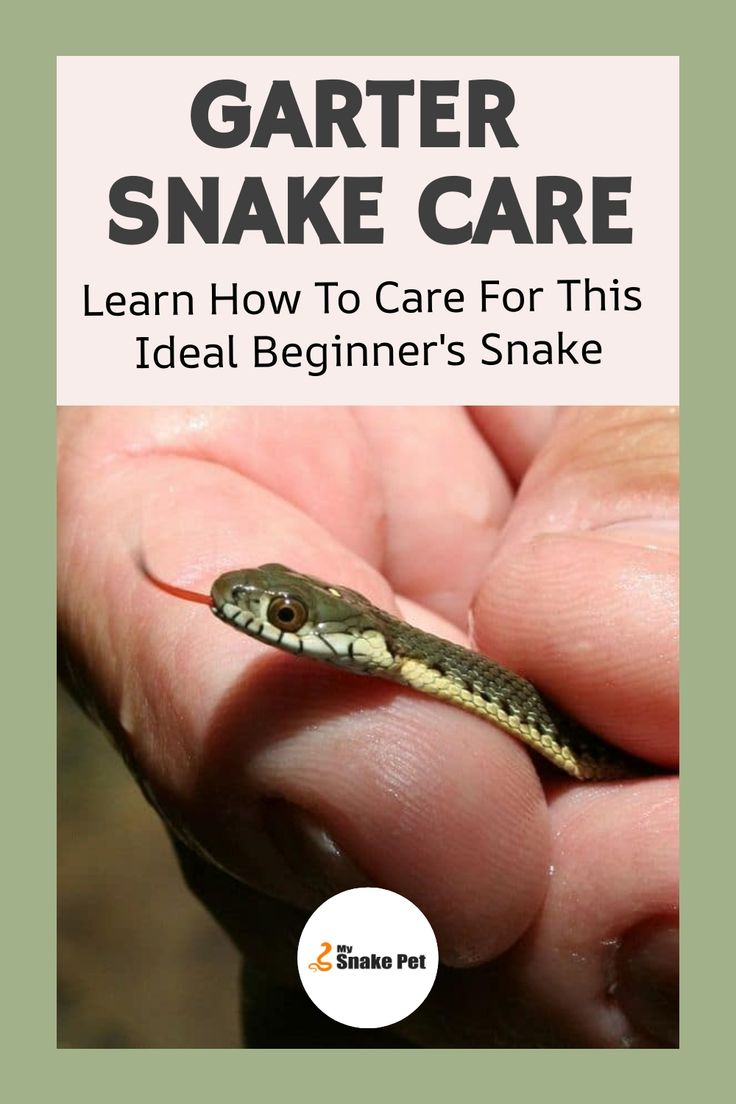 How to Care for Garter Snake: Complete Guide