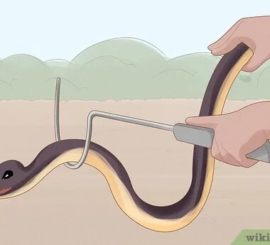 How to Catch a Garter Snake: Safe Methods Guide