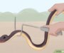 How to Catch a Garter Snake: Safe Methods Guide