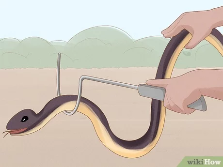 How to Catch a Garter Snake: Safe Methods Guide