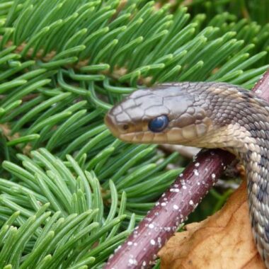 How to Get Rid of a Garter Snake: Safe Removal Guide