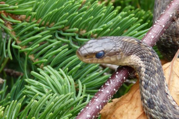 How to Get Rid of a Garter Snake: Safe Removal Guide