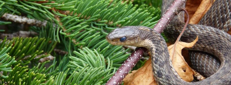 How to Get Rid of a Garter Snake: Safe Removal Guide