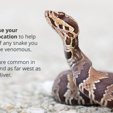 How to Handle a King Snake: Safety Tips