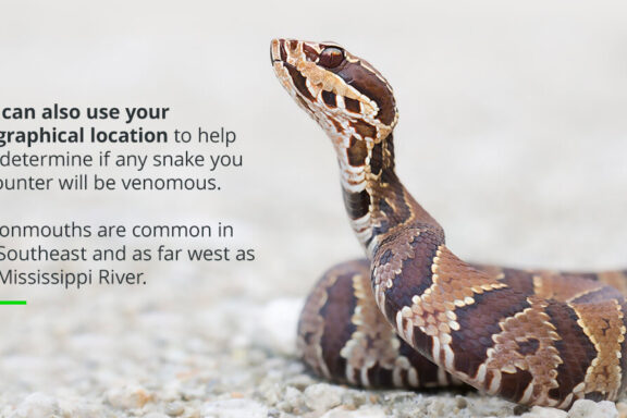 How to Handle a King Snake: Safety Tips