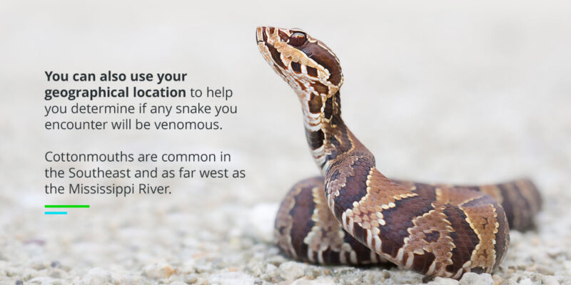 How to Handle a King Snake: Safety Tips