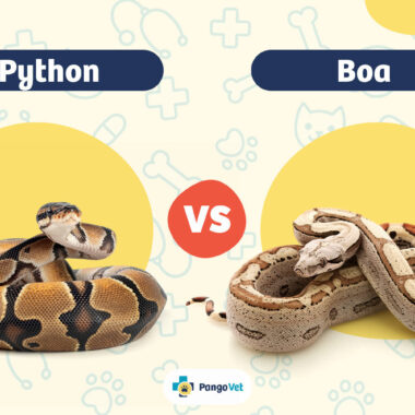 How to Identify a Carpet Python: Visual Guide