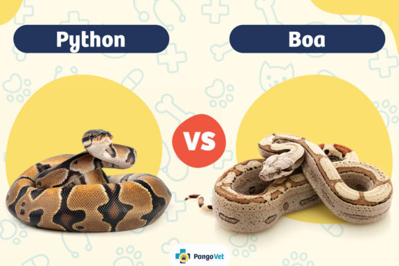 How to Identify a Carpet Python: Visual Guide