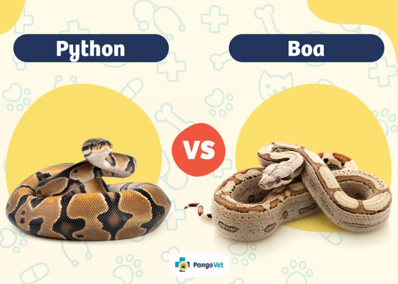 How to Identify a Carpet Python: Visual Guide