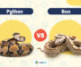 How to Identify a Carpet Python: Visual Guide