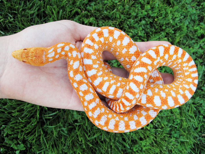 How to Identify a Gopher Snake: Essential Guide