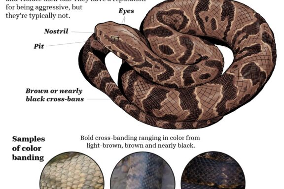 How to Identify a Water Snake: Visual Guide