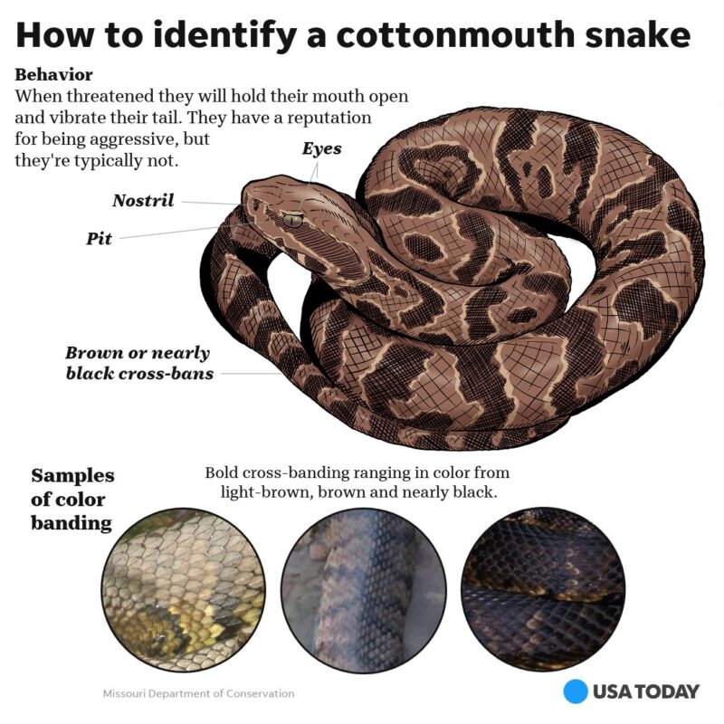 How to Identify a Water Snake: Visual Guide