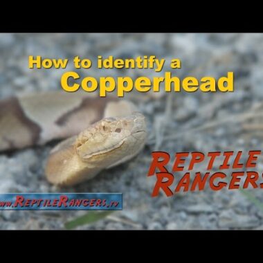 How to Identify Copperhead Snake: Visual Guide