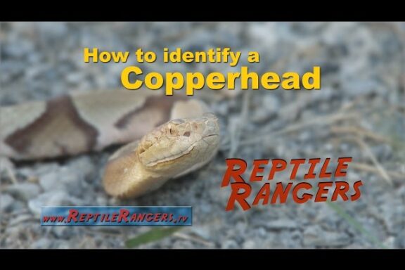 How to Identify Copperhead Snake: Visual Guide