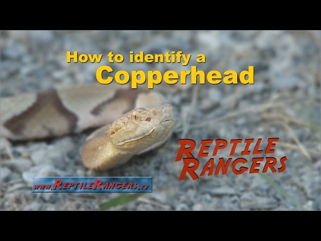 How to Identify Copperhead Snake: Visual Guide