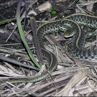 How to Pick Up Garter Snake: Safe Handling Guide