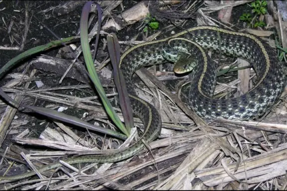 How to Pick Up Garter Snake: Safe Handling Guide