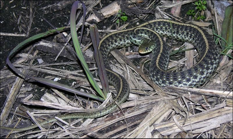 How to Pick Up Garter Snake: Safe Handling Guide