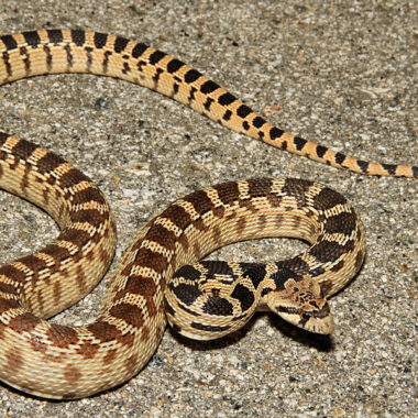 How to Safely Handle a Gopher Snake: Best Practices