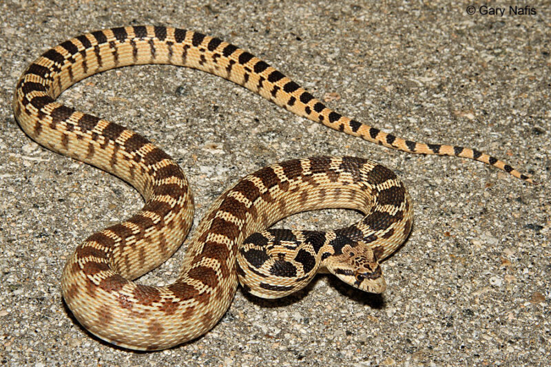 How to Safely Handle a Gopher Snake: Best Practices