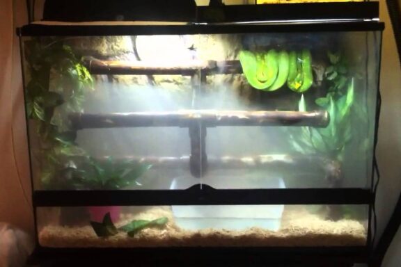 How to Set Up a Tree Boa Vivarium: Complete Guide