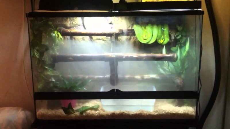 How to Set Up a Tree Boa Vivarium: Complete Guide