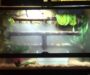 How to Set Up a Tree Boa Vivarium: Complete Guide